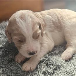 Hank - Sable male Goldendoodle puppy in Kansas City, Missouri from Poppy's Doodles