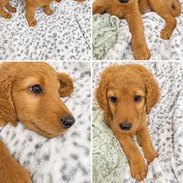 Milton - Chocolate male Goldendoodle puppy in Kissimmee, Florida from From the Heart