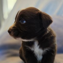 Tripp 5 - Red & white male Australian Shepherd puppy in Kingman, Arizona from Long Mt Aussies