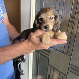 Dachshund Puppies from Loveland Doxies