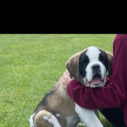 Green smooth puppy - White and brown male Saint Bernard puppy in Clearfield County, Pennsylvania from Keystone Saints