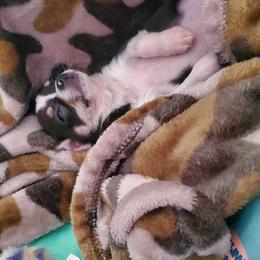 Chihuahua Puppies from Chilove Chihuahuas