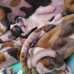 Chihuahua Puppies from Chilove Chihuahuas