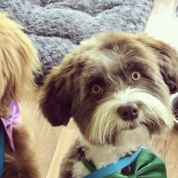 Scout - Havanese