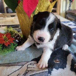 Pepper - Black and white female Border Collie puppy in Morgan, Texas from Shooting Star Ranch