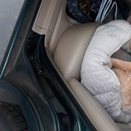 Atlas - Australian Cattle Dog