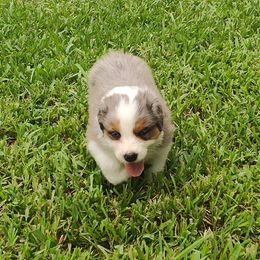 Australian Shepherd Puppies from Burning Heart Aussies
