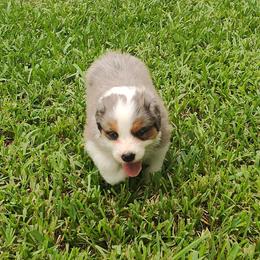 Australian Shepherd Puppies from Burning Heart Aussies