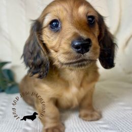 Shaded Red Female - Red female Dachshund puppy in Nampa, Idaho from Long_and_Low_Dachshunds
