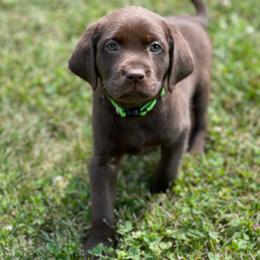 Dilute Retriever Puppies from Virdin’s Silver Labs