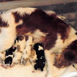 Cavalier King Charles Spaniel Puppies from BAAAD MOON RISIN'