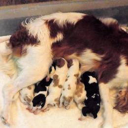 Cavalier King Charles Spaniel Puppies from BAAAD MOON RISIN'