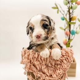 Arizona - Blue merle female Bernedoodle puppy in Hudson, Indiana from TurkeyCreek-K9