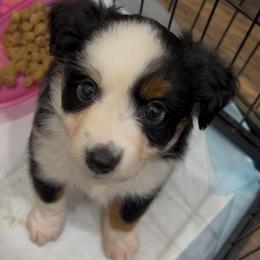 Lola - Black & white female Toy Australian Shepherd puppy in Brentwood, California from Itty Bitty Aussies