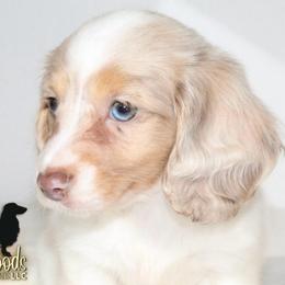Grace-AKC - Dapple female Dachshund puppy in Linden, Texas from Piney Woods Miniature Dachshunds LLC