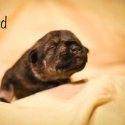 Girl 4 - Standard Schnauzer puppy in Monroe, New York from Arbor Standard Schnauzers
