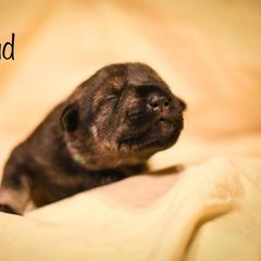 Girl 4 - Standard Schnauzer puppy in Monroe, New York from Arbor Standard Schnauzers