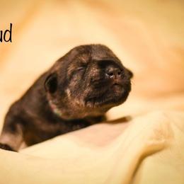 Girl 4 - Standard Schnauzer puppy in Monroe, New York from Arbor Standard Schnauzers