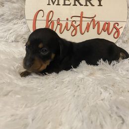 Girl 1 - Black and tan female Dachshund puppy in Stilwell, Oklahoma from Bidding Creek Dachshunds