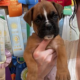 Kickin Roosters Gayle (Dk. Blue Collar) - Fawn male Boxer puppy in Alpine, New York from Kickin Rooster AKC Boxers