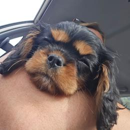 Dark green collar - Black and tan female Cavalier King Charles Spaniel puppy in Wimberley, Texas from Amazing AKC Puppies