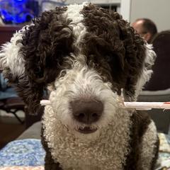Lizzie - Spanish Water Dog