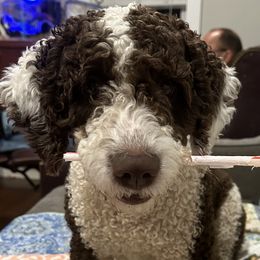Lizzie - Spanish Water Dog