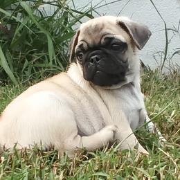 Boy 5 - Fawn male Pug puppy in Marshville, North Carolina from adorable pug puppies