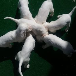 English Setter Puppies from Finlauson's Pet Care Center and Granite State Service Dogs