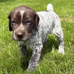 Girl 2 - White and liver female German Shorthaired Pointer puppy in Equinunk, Pennsylvania from AHHA Kennels