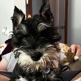 Vesper - Miniature Schnauzer