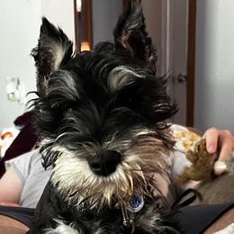 Vesper - Miniature Schnauzer