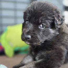 Shiloh Shepherd Puppies from Stunning Shiloh Shepherds