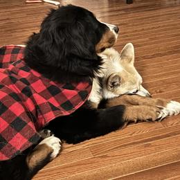 Bernese Mountain Dog and Pembroke Welsh Corgi All Grown Up from Concerto Corgis