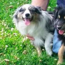 Miniature Australian Shepherd and Toy Australian Shepherd All Grown Up from Aussie What You Did There