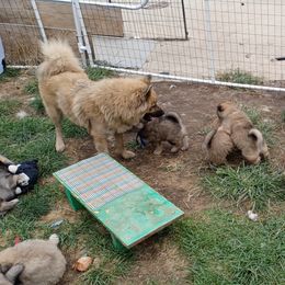Eurasier puppies from Exquisite Eurasier
