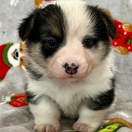 BEIGE BOY - Black and tan male Pembroke Welsh Corgi puppy in Acampo, California from Rees Corgis