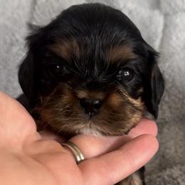 Moana- yellow collar - Black and tan female Cavalier King Charles Spaniel puppy in Wilton, California from Becky's Cavalier King Charles Spaniels