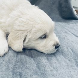 Golden Retriever Puppies from Valiant Goldens