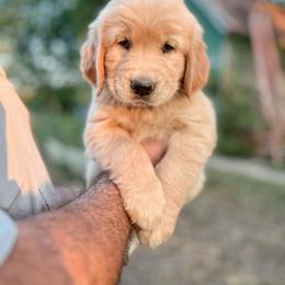 Golden Retriever Puppies from Rose n’ Thistle Farm