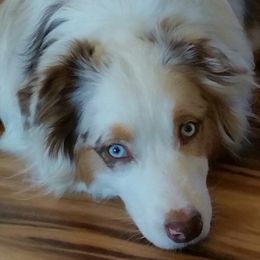 Australian Shepherds from Skye Blue Aussies