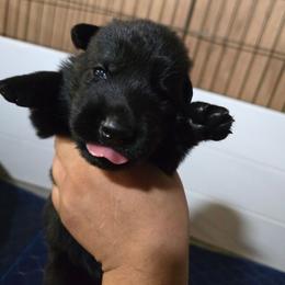 Ragar - Red Collar Male - Black male German Shepherd puppy in Hawthorne, Florida from Lace's High Flying German Shepherds And Golden Retrievers