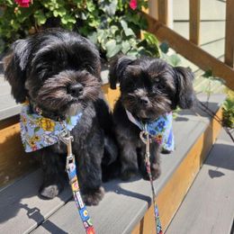 Companion Cross Puppies from Yorkies from the heart