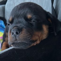 Boy 1 - Black and mahogany male Rottweiler puppy in Indianapolis, Indiana from Rottgang Rottweilers