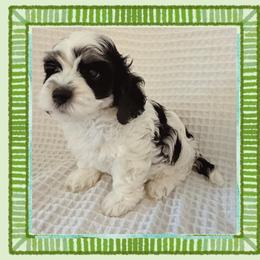 Paxton - Tri-color male Cavapoo puppy in Oak Island, North Carolina from Double Doodle Cavapoos