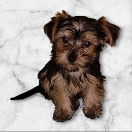 Girl 1 - Black and gold female Yorkshire Terrier puppy in Gilbert, Arizona from Yorkie Your Soulmate Puppy