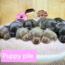 Dilute Retriever puppies from Longoria's Labrador Retrievers