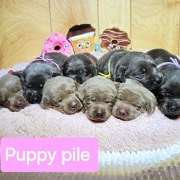 Dilute Retriever puppies from Longoria's Labrador Retrievers