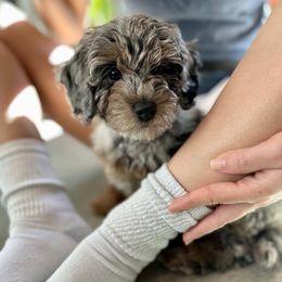 Aussiedoodle, Australian Shepherd, Bernedoodle, Cockapoo, and Poodle Puppies from Sis' Doodles & Poodles