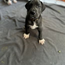 Great Dane Puppies from Babes & Danes